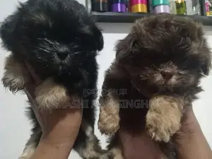 Shih Tzu Puppies