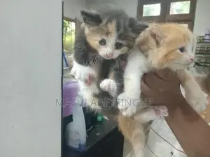 Himalayan Mix
