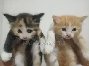 Himalayan Mix