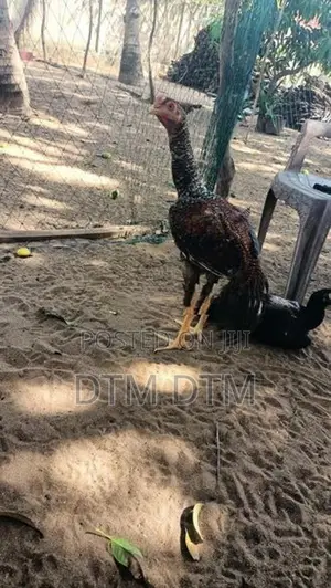 Long Tail Rooster