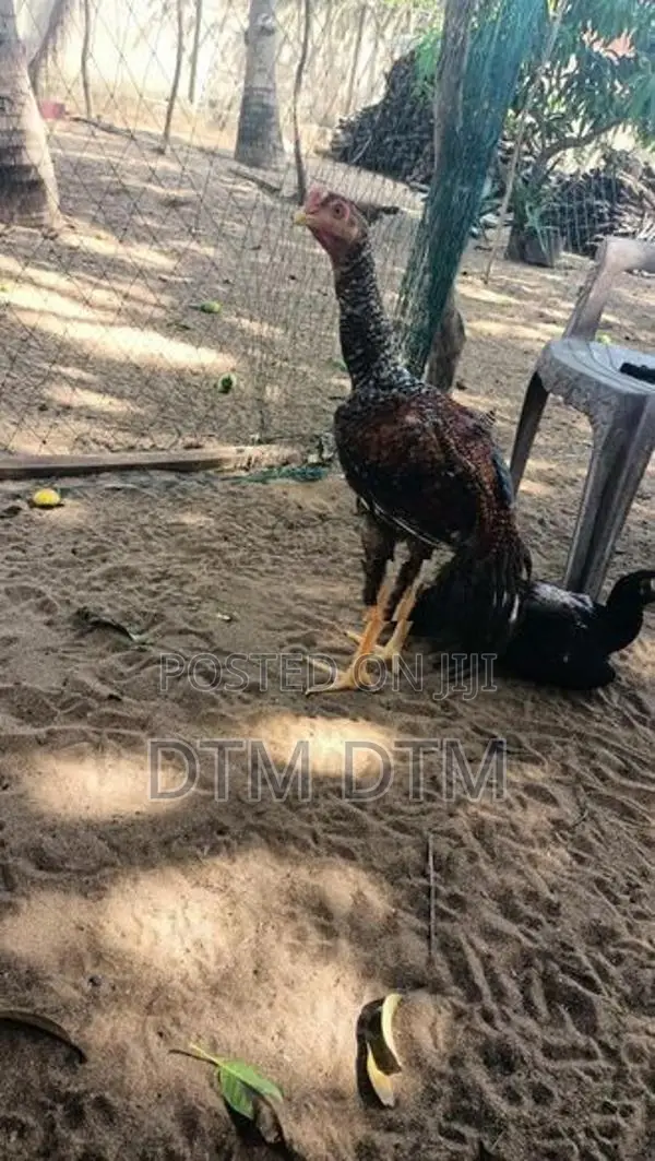Long Tail Rooster