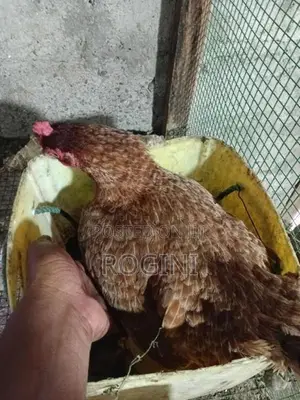 அடை கோழி
