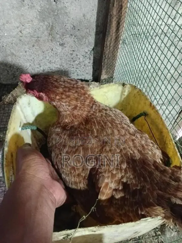 அடை கோழி