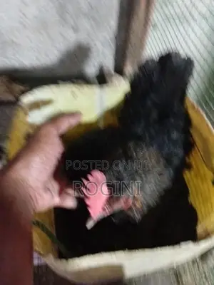 அடை கோழி