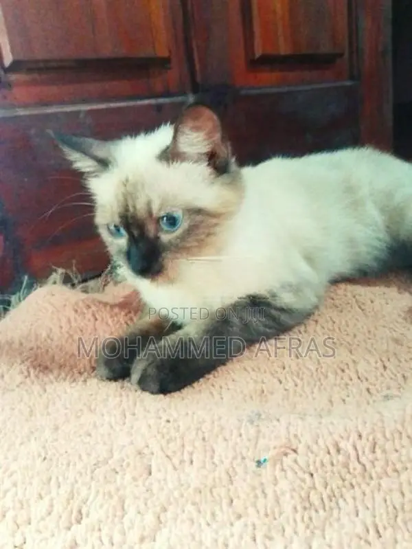 Persian Cat