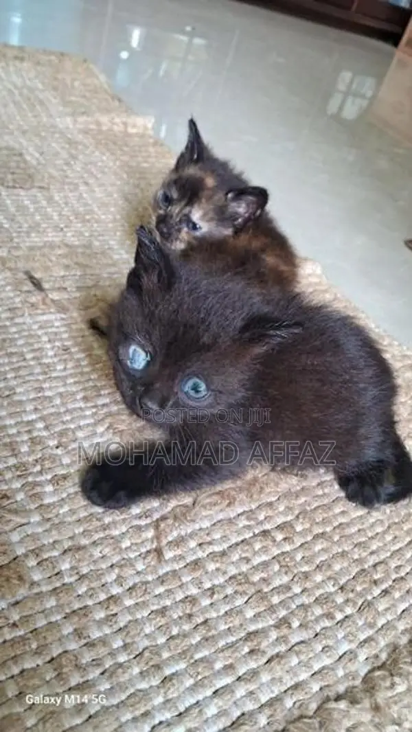 Persian Kittens