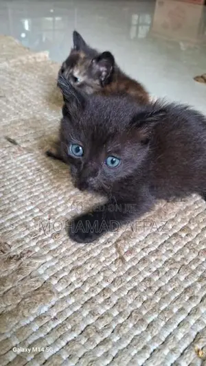 Persian Kittens