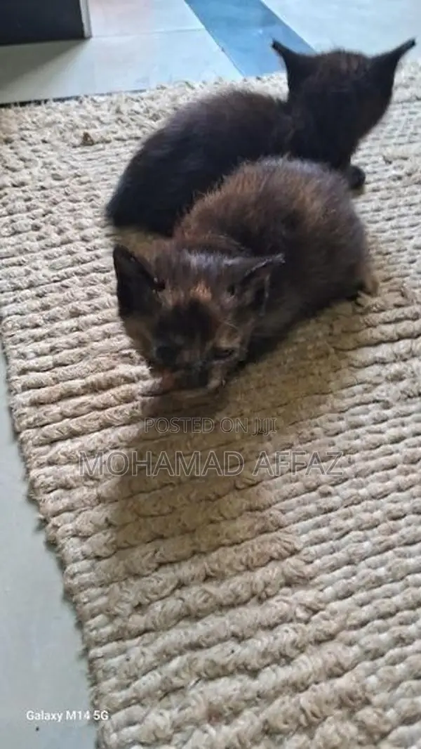 Persian Kittens