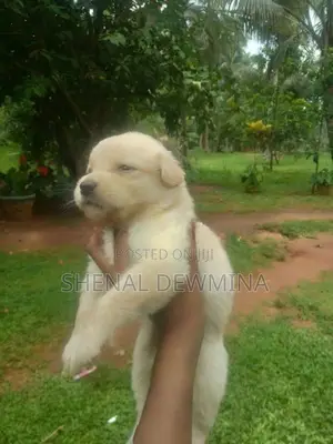 Labrador Puppy