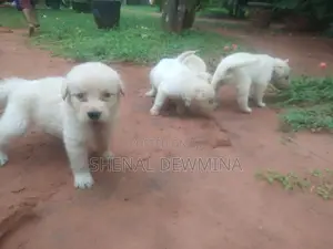Labrador Puppy