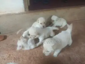 Labrador Puppy