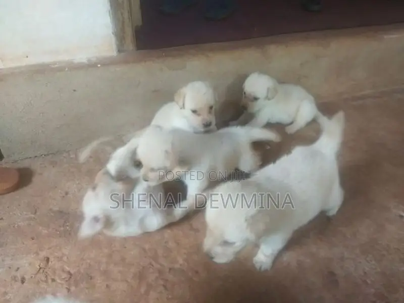 Labrador Puppy