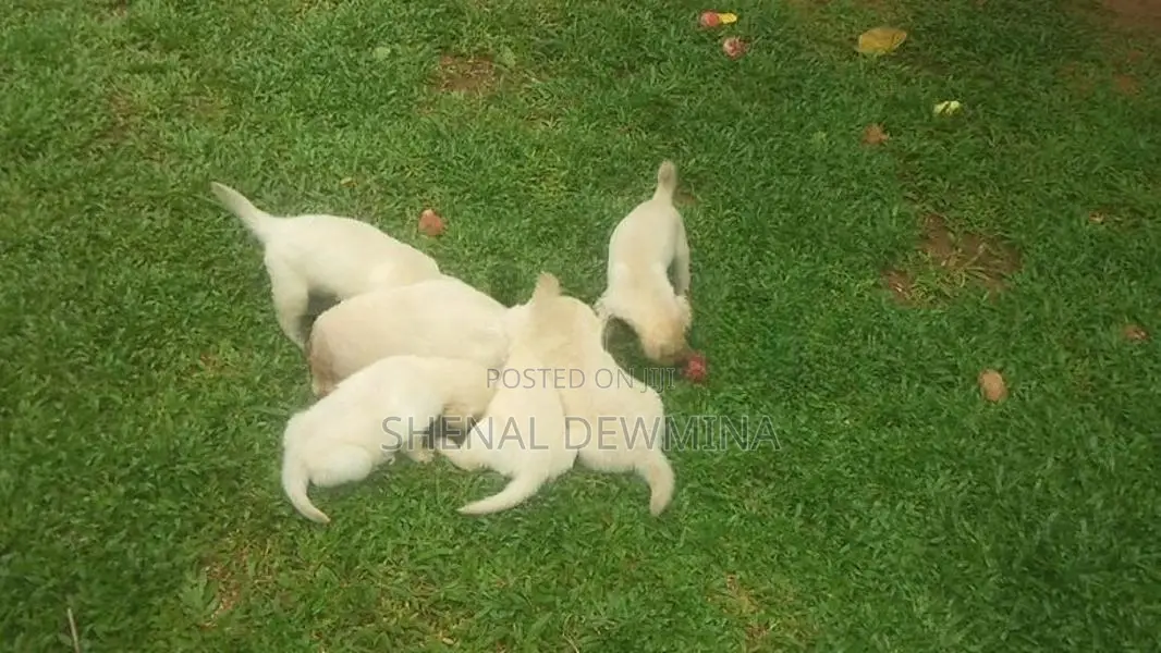 Labrador Puppy