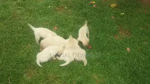 Labrador Puppy