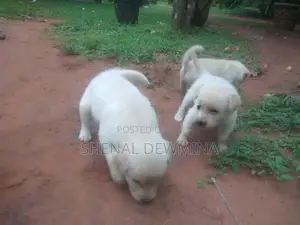 Labrador Puppy