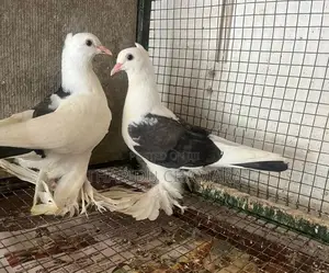China Boot Fantail Pigeons