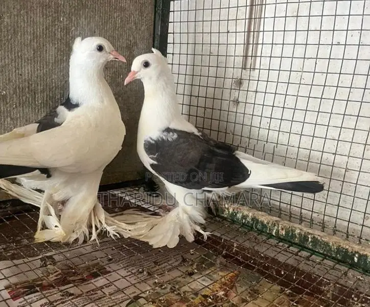 China Boot Fantail Pigeons