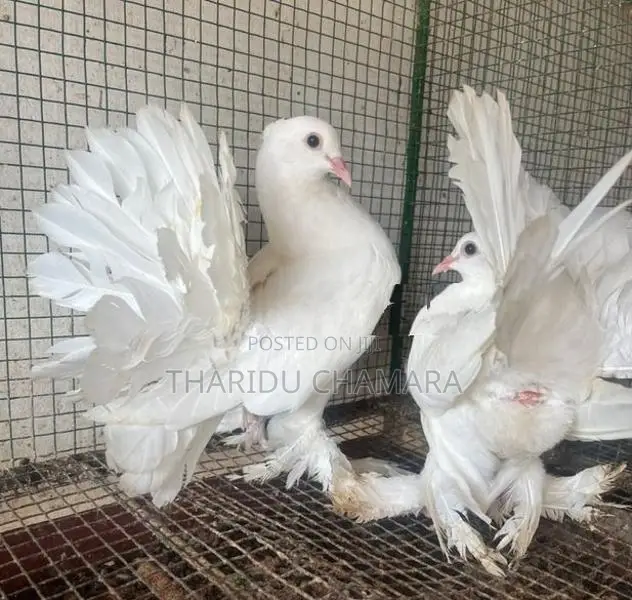 China Boot Fantail Pigeons
