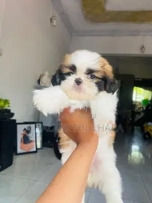 Shih Tzu Puppies