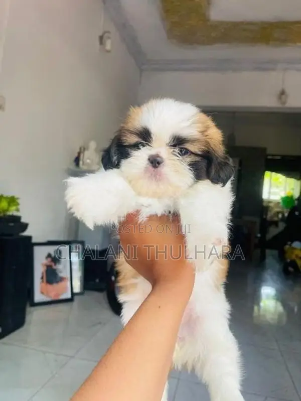 Shih Tzu Puppies