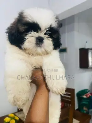 Shih Tzu Puppies