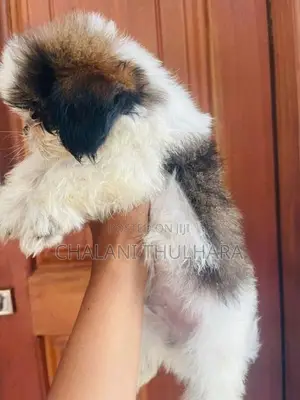 Shih Tzu Puppies