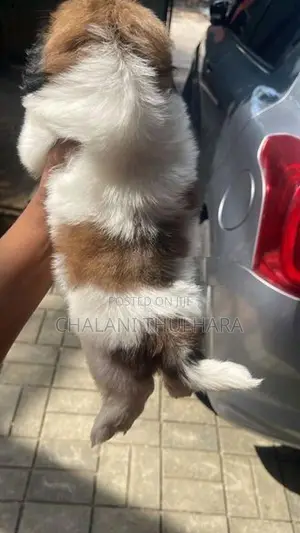 Shih Tzu Puppies