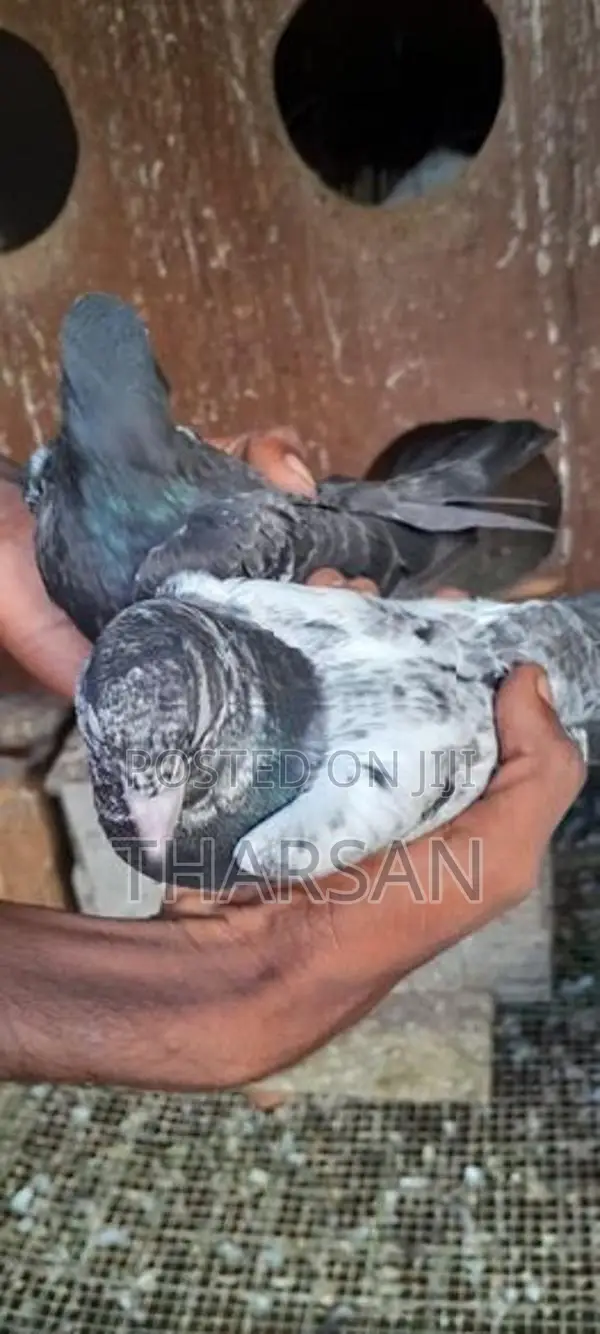 Pigeons