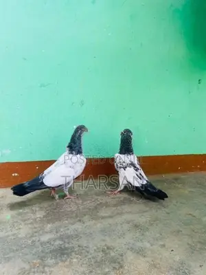 Pigeons