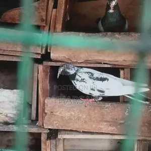 Pigeons