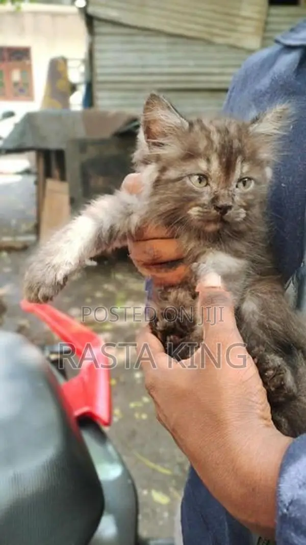 Persian Cat