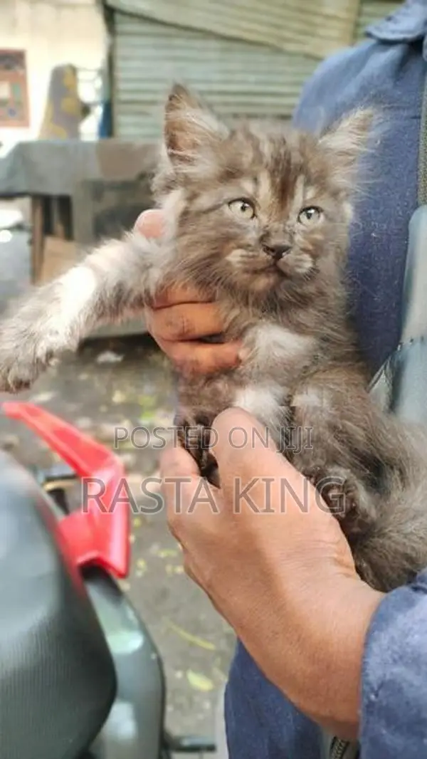 Persian Cat