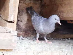 Pigeon