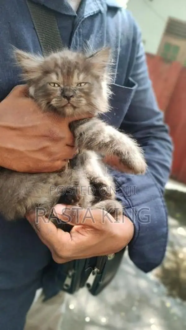 Persian Cat