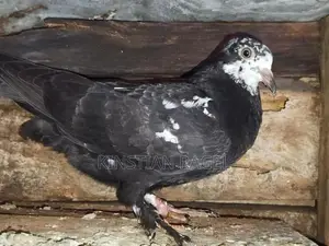 Pigeon