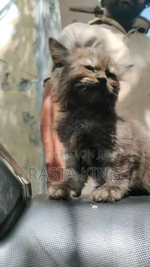Persian Cat