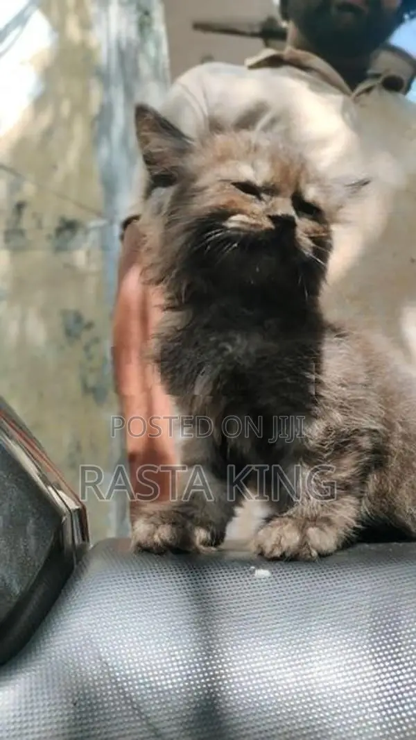Persian Cat