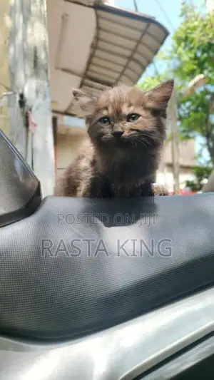 Persian Cat