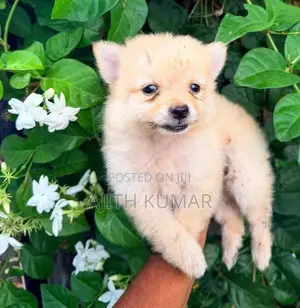 Pomeranian Puppy