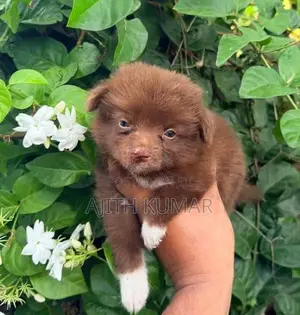 Pomeranian Puppy