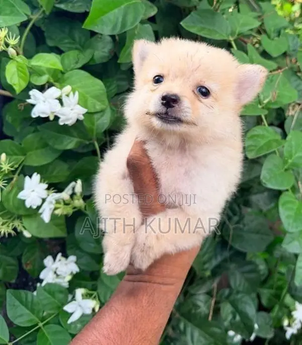 Pomeranian Puppy