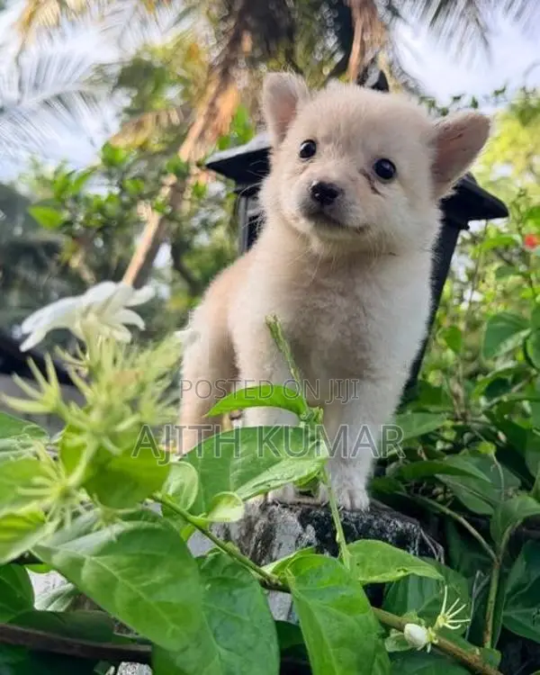 Pomeranian Puppy