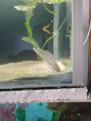 Andrao Fish