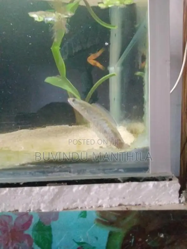 Andrao Fish