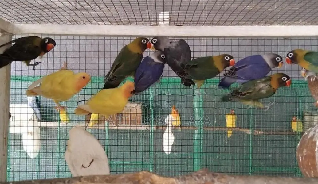 African Love Birds