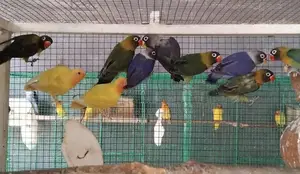 African Love Birds