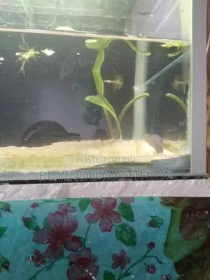 Andrao Fish