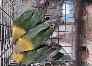 African Love Birds