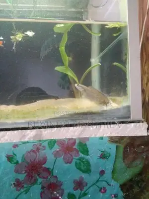 Andrao Fish