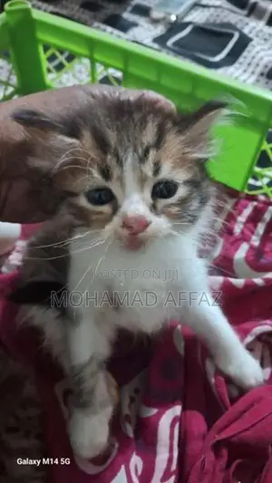 Persian Kittens